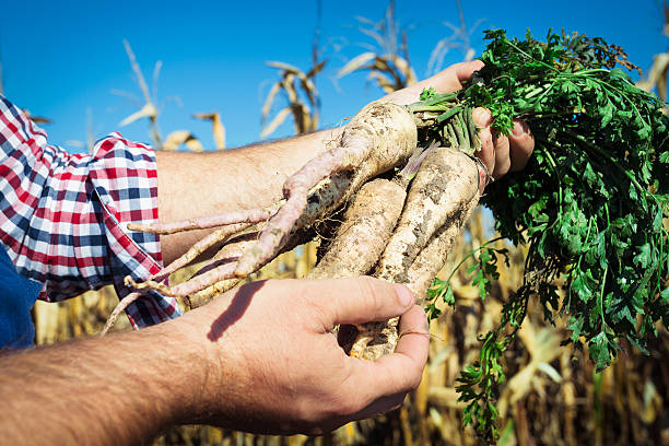 istock In this summer my crops are abundant 520839470