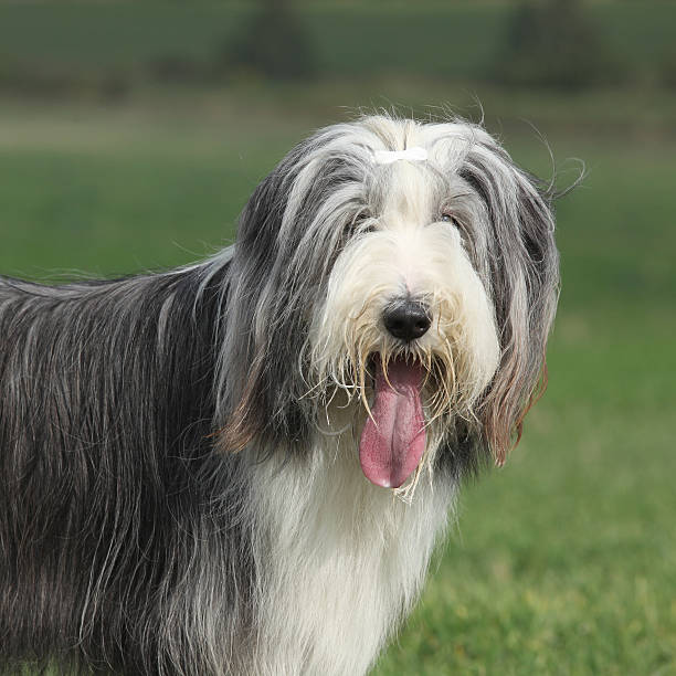 istock Beautiful bearded collie looking at you 520839754