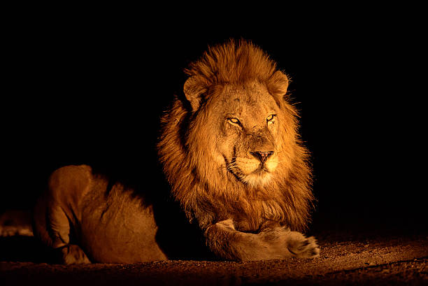 Magnificent male lion laying down at night stock photo
