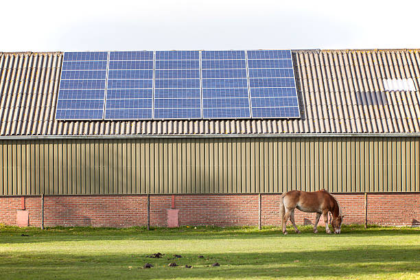 solar panels on roof of agricultural building and grazing horse