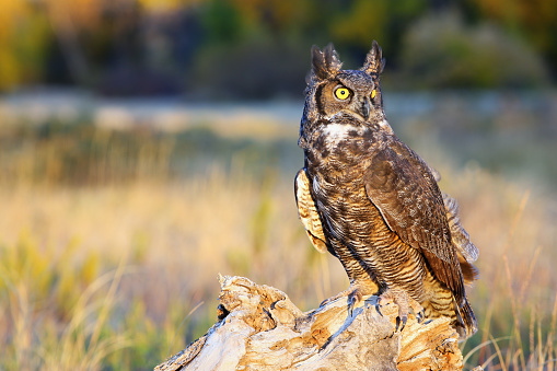 Great horned owl (Bubo virginianus) sitting on a stump