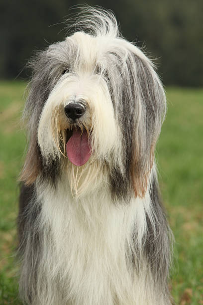 istock Amazing Bearded collie sitting 520839854