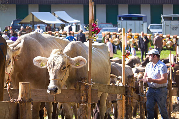 Ebnat-Kappel,Switzerland - October 4, 2014: Traditional Cattle market in the Swiss village Ebnat-Kappel in october. Tyrolese grey cattles were shown. The Tyrol Grey is a typical alpine cattle. Typical is the very good milk and beef performance. There are some interesting competitions of the most beautiful cow or the most powerful cow. Spectators are standing and have a look at the cows.
