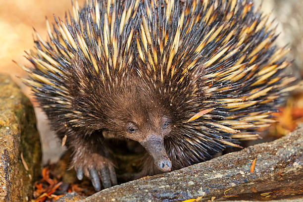 istock Short-Beaked Echidna foraging for food in Australia 520840754