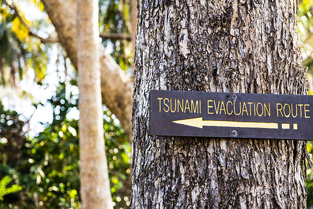 istock signpost tsunami evacuation route on tree 520840860