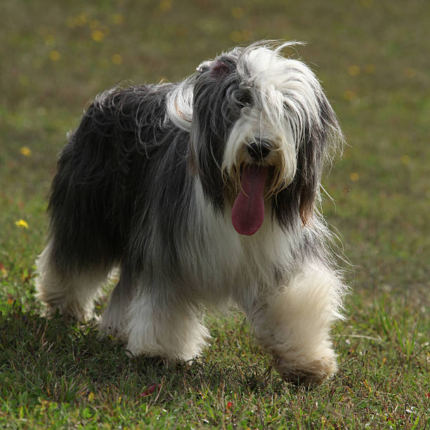 istock Bearded collie running in nature 520840896