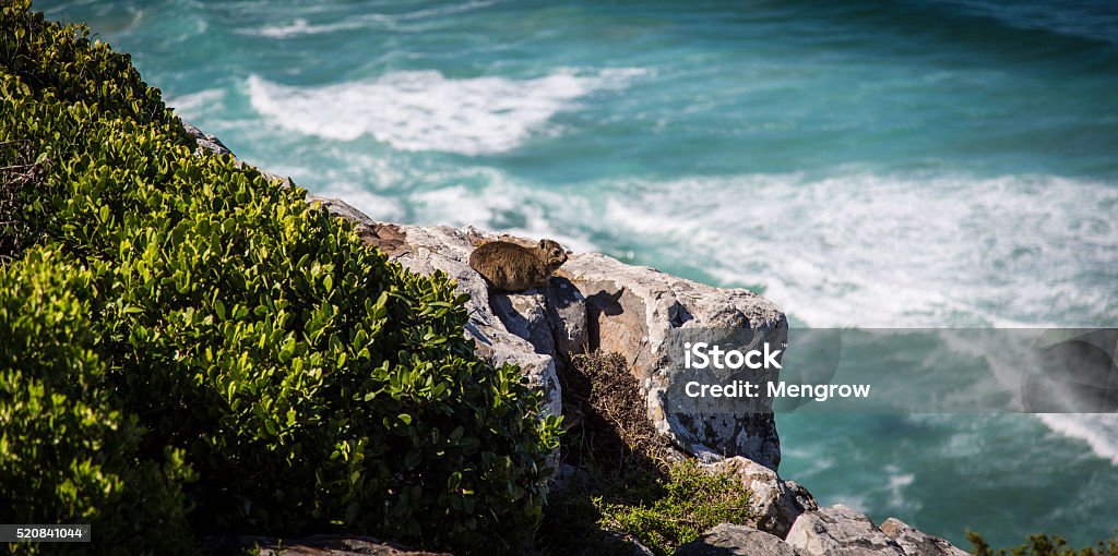 Dassie on a rock by the ocean Dassie rat on the side of Robberg Mountain, Plettenberg Bay, Eastern Cape, South Africa Cape Hyrax Stock Photo