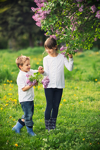 Brother and sister having fun picking up lilac flowers.