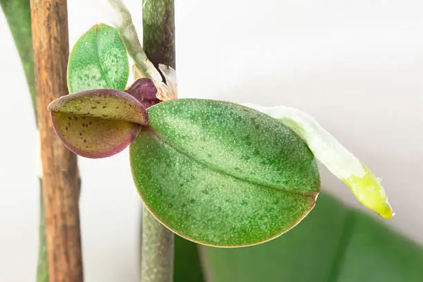 Rare orchid keiki or offshoot growing on a stem