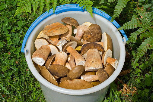 A close up of the bucket with mushrooms (Cep (Boletus edulis) among a grass.