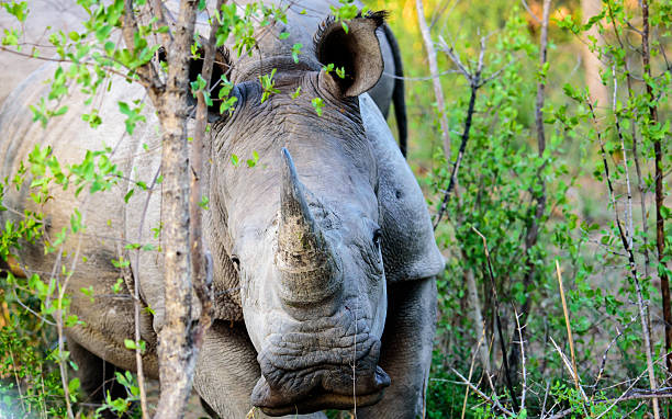 istock Close up of a Rhino head on 520842822