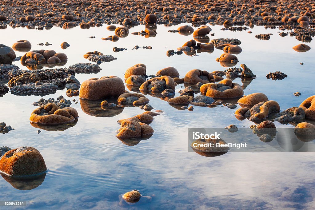 Exposed coral reef at low tide in water Exposed coral reef at low tide on a beach on Langkawi island Malaysia reflecting the cloudy sky Animal Markings Stock Photo