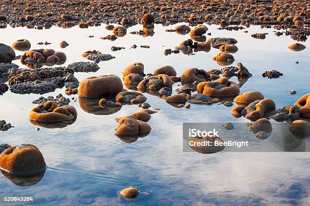 Exposed Coral Reef At Low Tide In Water Stock Photo - Download Image Now - Animal Markings, Beach, Beauty In Nature