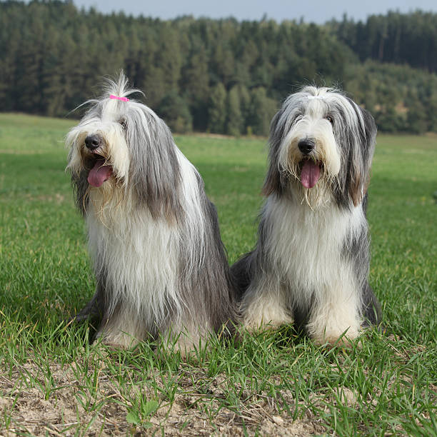 istock Couple of amazing bearded collies 520843522