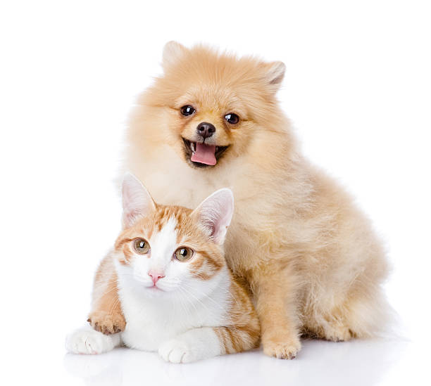 spitz dog embraces a cat. looking at camera. spitz dog embraces a cat. looking at camera. isolated on white background cub photos stock pictures, royalty-free photos & images