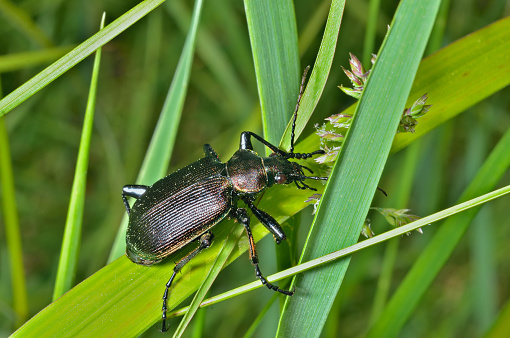 A close up of the beetle carabus (Calosoma) on grass.