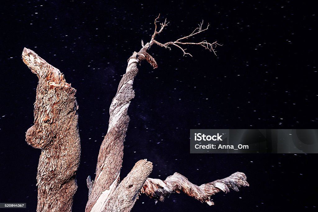 Old tree on starry sky background Old tree on starry sky background, lonely dry wood in the night, dark sky with bright stars on it, autumn season, astronomy scene Branch - Plant Part Stock Photo