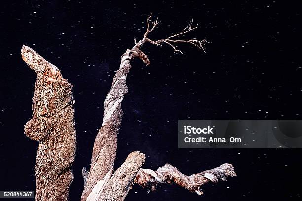 Old Tree On Starry Sky Background Stock Photo - Download Image Now - Branch - Plant Part, Dry, Night