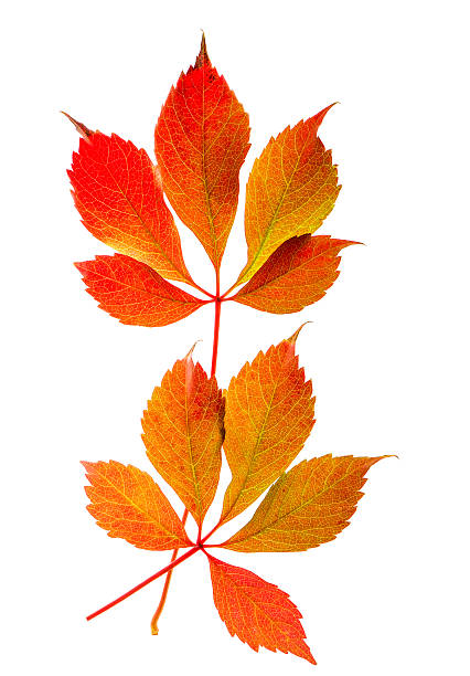 istock autumn red and yellow leaves isolated on white background 520844855