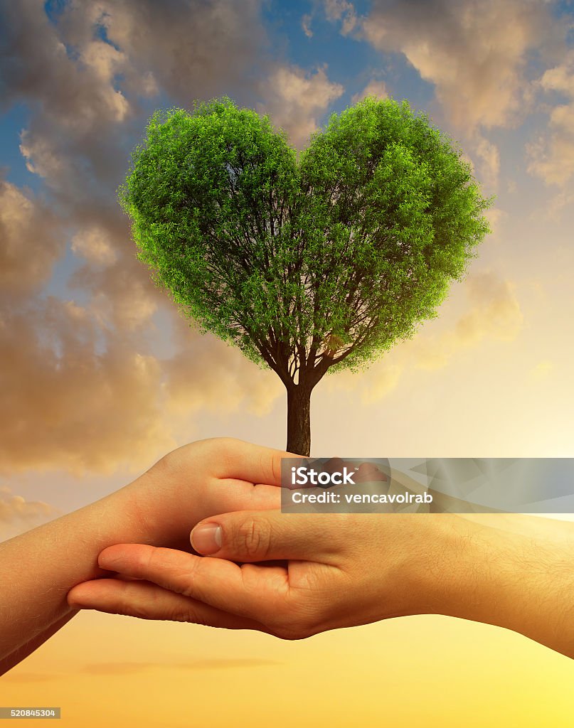 Bàn Tay Cầm Một Cái Cây Trong Hình Trái Tim Hình ảnh Sẵn có - Tải ...