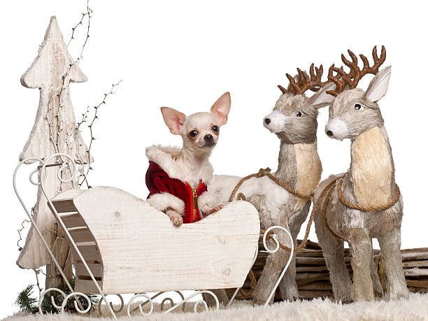 istock Chihuahua, 7 months old, in Christmas sleigh 520845392