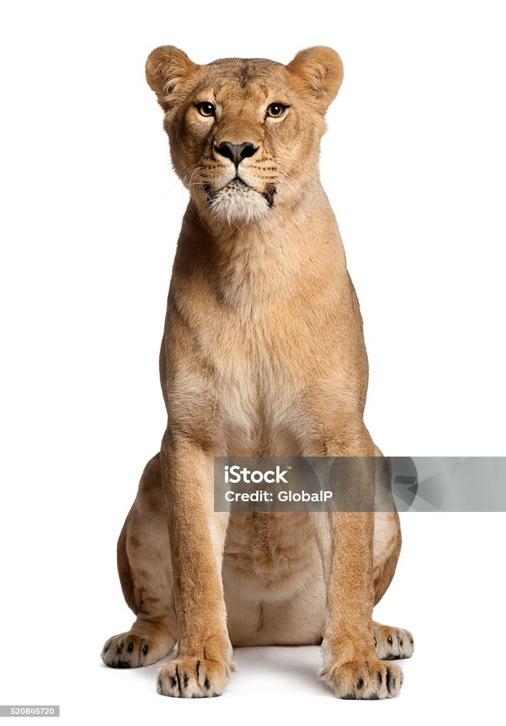 Lioness, Panthera leo, 3 years old, sitting Lioness, Panthera leo, 3 years old, sitting in front of white background Lioness - Feline Stock Photo