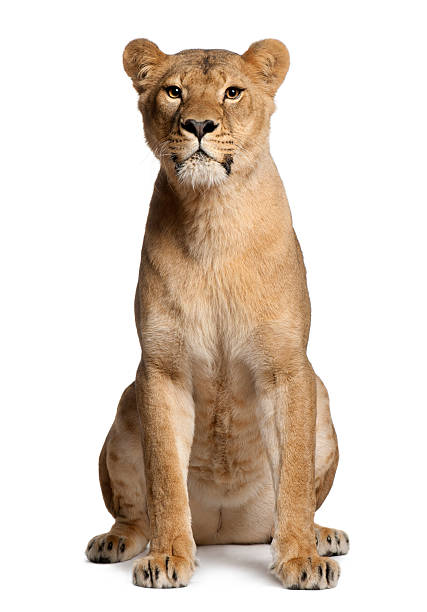 Lioness, Panthera leo, 3 years old, sitting Lioness, Panthera leo, 3 years old, sitting in front of white background lioness stock pictures, royalty-free photos & images