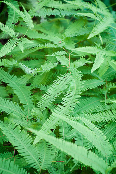 istock Green Fern Fronds 520845882