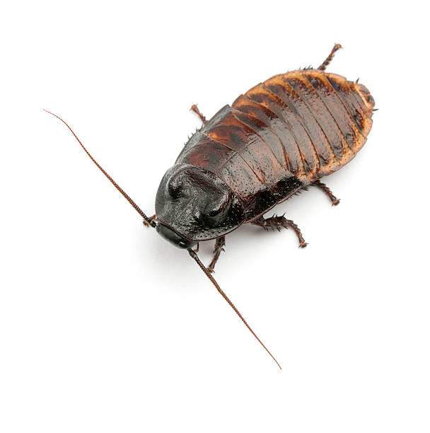 istock Madagascar Hissing Cockroach also known as the Hissing Cockroach 520845964