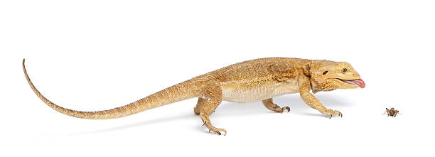 istock Central Bearded Dragon, Pogona vitticeps, chasing a cricket 520846004