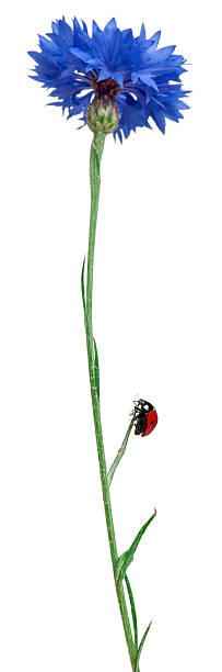 7 スポットてんとう虫または 7 スポットテントウムシにヤグルマギク、coccinella septempunctata 、 - septempunctata ストックフォトと画像