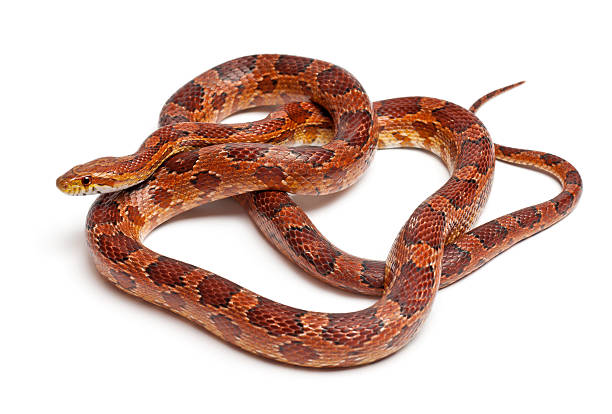 istock Classical Corn Snake or Red Rat Snake, Pantherophis guttatus, 520846316
