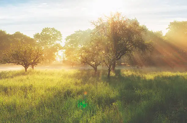 Misty sunrise on the orchard. 