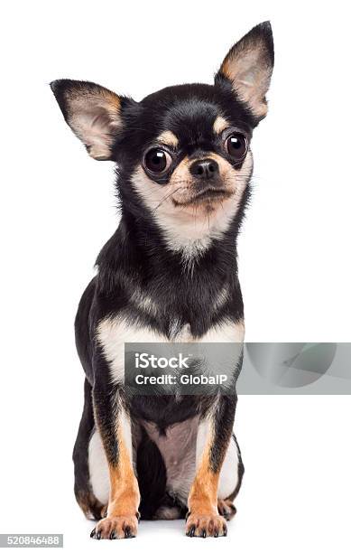 Photo libre de droit de Chihuahua Deux Ans Assis Et Regardant Lappareil Photo banque d'images et plus d'images libres de droit de Chihuahua - Chien de race