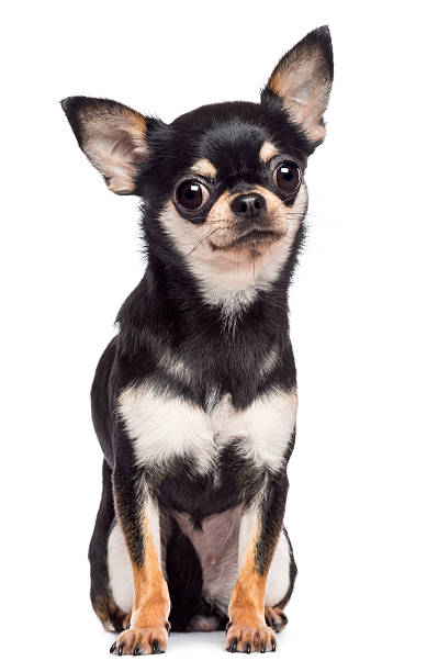Chihuahua, 1.5 years old, sitting and looking at camera Chihuahua, 1.5 years old, sitting and looking at camera against white background chihuahua dog stock pictures, royalty-free photos & images