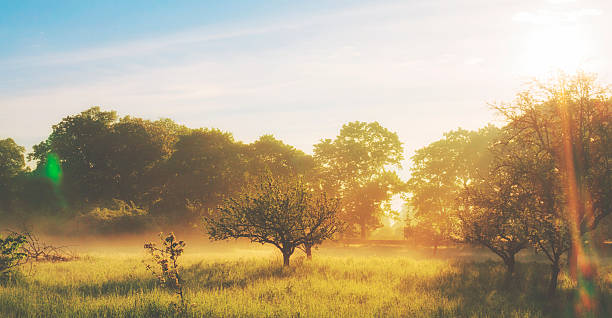 istock Misty sunrise on the orchard 520846634