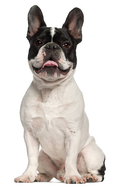 istock French Bulldog, 1 year old, sitting 520846750