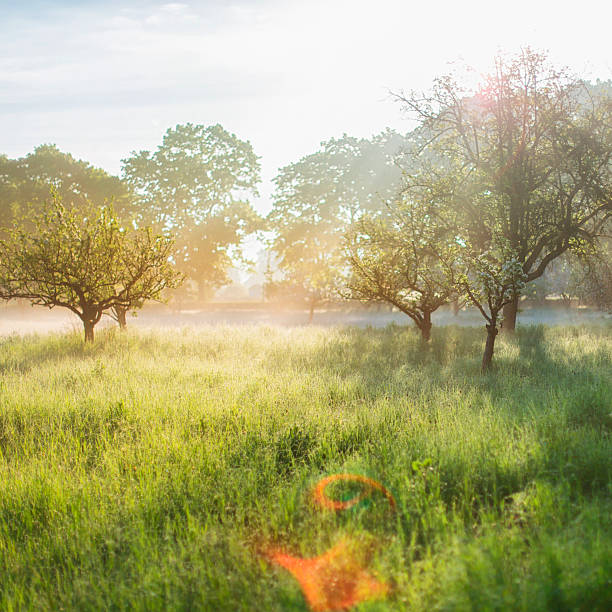 istock Misty sunrise on the orchard 520846842