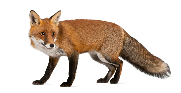 Red fox, Vulpes vulpes, 4 years old, walking against white background