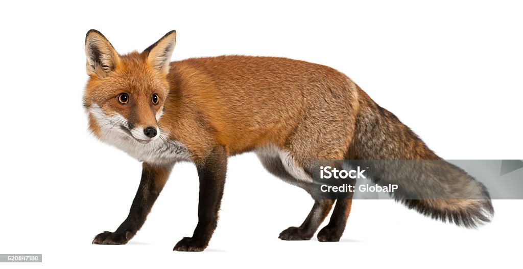 Red fox, Vulpes vulpes, 4 years old, walking Red fox, Vulpes vulpes, 4 years old, walking against white background Fox Stock Photo