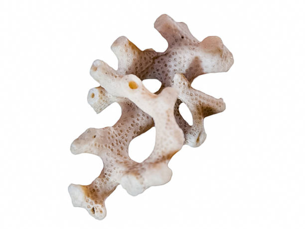 istock Still life of a seashell 520859453