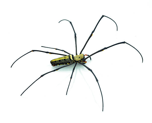istock Macro shot of a brown recluse spider on white 520860545