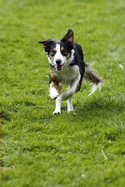 istock Running dog in sports 520860733