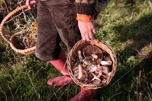 Food forager with her haul of foraged food in her baskets. Including field mushrooms,honey mushrooms,berries and nuts.Food foraging has become popular in recent years as chefs have turned to foraged food to produce local and seasonal menu's. Photographed in Denmark.