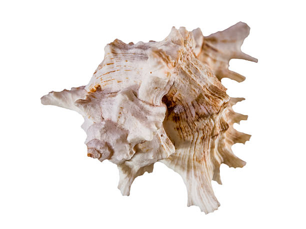 istock Still life of a seashell 520861589