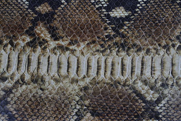 couro e acessórios de pele de cobra - belt fashion animal print snake - fotografias e filmes do acervo