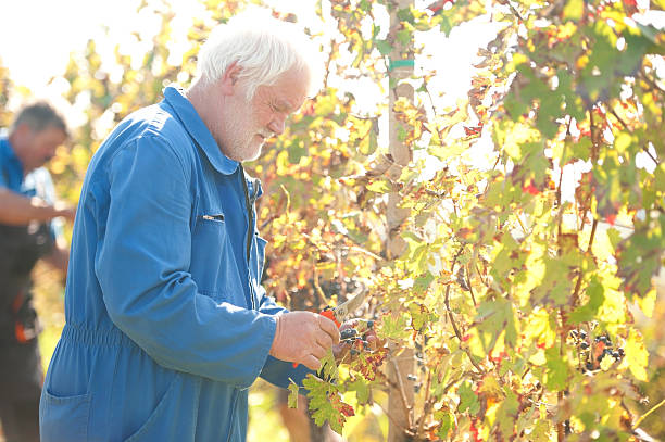 istock Senior Man with White Beard Picking Red Grapes 520862357