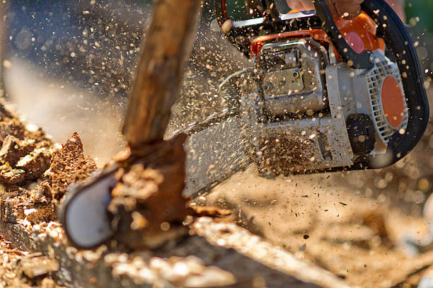 Working with chainsaw in spalshes of wooden chips Working with chainsaw in spalshes of wooden chips chainsaw photos stock pictures, royalty-free photos & images