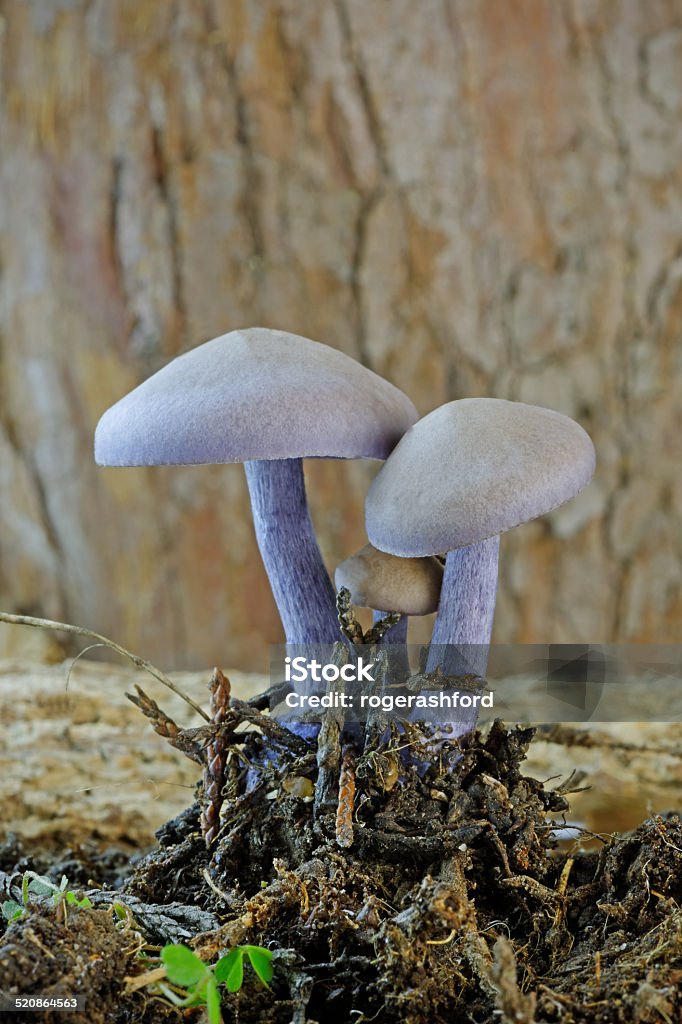 자주졸각버섯 버섯 (Laccaria amethystina - 로열티 프리 0명 스톡 사진