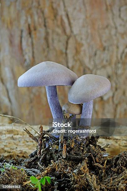 자주졸각버섯 버섯 Laccaria Amethystina 0명에 대한 스톡 사진 및 기타 이미지 - 0명, 가을, 갈색